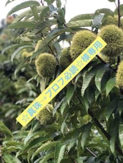 貯蔵栗 3L 1.2kgのサムネイル
