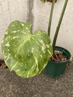 《画像追加》モンステラデリシオーサタイコンステレーション　ボトムカット　萌芽多数のサムネイル