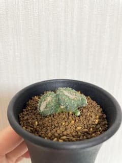 菊水 綴化 カキコ 発根済みのサムネイル