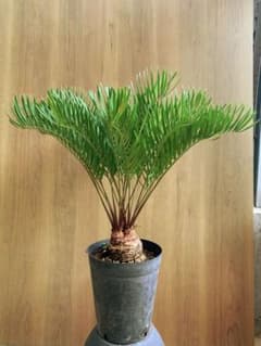 ザミア・フロリダーナ 多頭タイプ‼️ - メルカリ