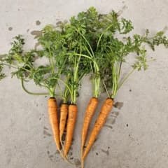 2/23収穫】ニンジン 人参 葉っぱ フレッシュ 130g 生葉 - メルカリ