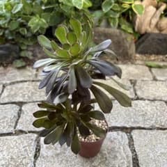 多肉植物 アエオニウム 黒法師モスグリーン 抜き苗◎メルカリ便