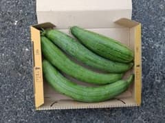新鮮 ヘチマ 600g産地直送 収穫したてのサムネイル