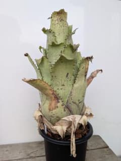 Hohenbergia l-h Hawaii form x l-h SS 2のサムネイル