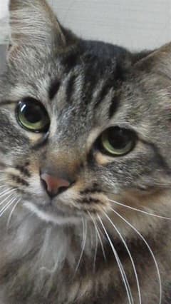 ドラ確認用のサムネイル