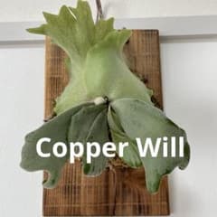 ビカクシダ P. willinckii Copper Willのサムネイル