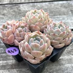 SALE❗️962多肉植物 エケベリア アイスソール 抜き苗 4苗セット