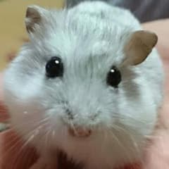 ジュビロさん専用ドクターグリップハロウィンのサムネイル