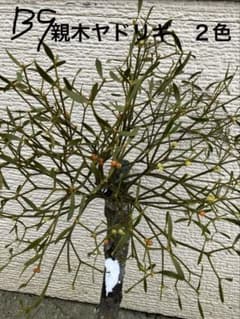 希少 縁起物 親木ヤドリギ 2色 - メルカリ