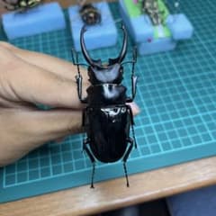 標本 ツヤクワガタの一種のサムネイル