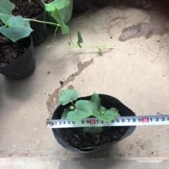 希少白ハヤトウリ苗 一株のサムネイル