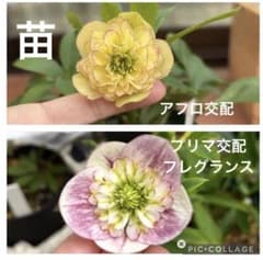 クリスマスローズ 自家交配 1年生 - メルカリ