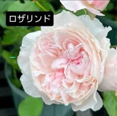 ロザリンド ER DA バラ苗 強香 強健 5号鉢 薔薇 苗 ブドウのオマケ付きのサムネイル
