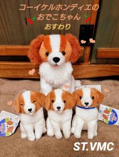 コーイケルホンディエのおでこちゃん おすわり ST.VMC 大谷翔平 コーイケルホンディエのおでこちゃん おすわり ST.VMC 大谷翔平