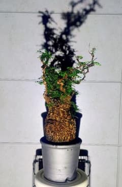 「良形 （パキプス） 中株／完成株寄り／枝ぶり良好・荒肌塊根／発根済」 パキプス発根済ボコ肌枝振り良い 良型オペルクリカリアパキプス - メルカリ