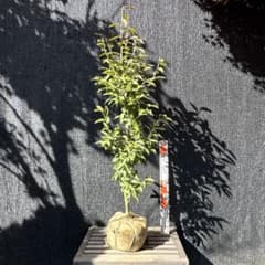 ヤマコウバシ　【品番3430】 ヤマコウバシ 【品番3430】 - メルカリ