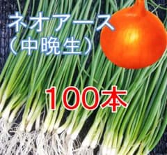 玉ねぎ苗 100本 (中晩生 ネオアース）のサムネイル