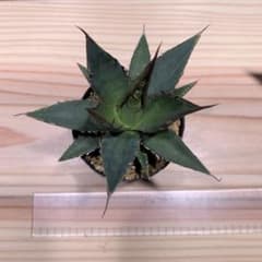 アガベ　AGAVE  ホリダ　horrid  選抜　強棘　連棘のサムネイル