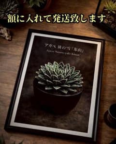 アガベ 笹の雪『氷山』ポスター　塊根植物　コーデックス 　男前インテリア