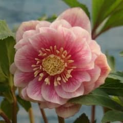 ☀️専用出品依頼品☀開花株❗☀️6号スリットポット植え☀のサムネイル