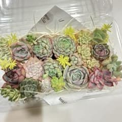 多肉植物　カット苗詰め合わせのサムネイル