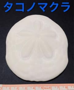 タコノマクラ 棘皮動物 ウニ カシパン たこのまくら① - メルカリ