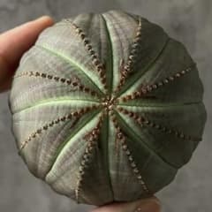 た*️様 B14638☆オークション☆ 超巨大7cm株！ユーフォルビア オベサ