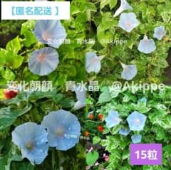 青水晶斑入並葉姫水丸咲 変化朝顔 タネ15粒 匿名配送 - メルカリ
