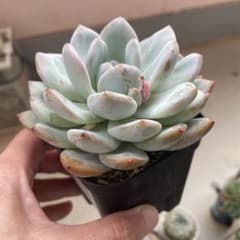 ラウリンゼ　大苗　抜き苗　多肉植物のサムネイル