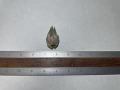 Tillandsia ionantha forma fastigiataのサムネイル