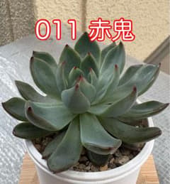 ミックスベリア【011赤鬼】抜き苗 札なし - メルカリ