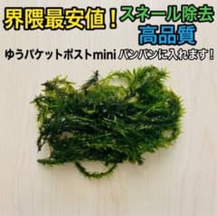 アナカリス大量 - メルカリ