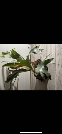 P. thathok 胞子①のサムネイル