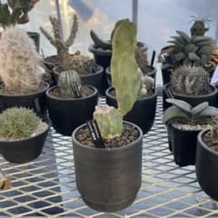 サボテン マミラリア コンプレッサ 白竜丸綴化 大株 6号菊鉢 | Shop at