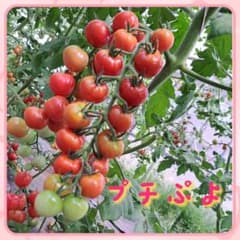 プチぷよ　400g　本日発送　1名様限定のサムネイル