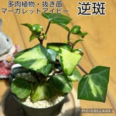 多肉植物 逆斑入りマーガレットアイビー 抜き苗 根付き バス - メルカリ