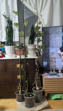 ハヤトウリのサムネイル