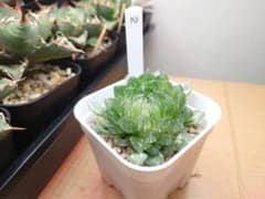 オブツーサ 桜水晶錦のサムネイル