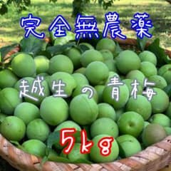 無農薬の青梅 ✨越生の梅5kg ✨NAGOMI 山﨑農園 - メルカリ