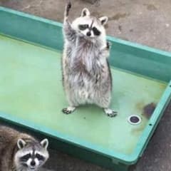 たぬき 様 専用のサムネイル