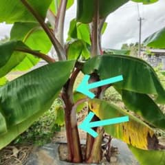 大苗！ ドワーフレッドジャマイカン バナナ - メルカリ