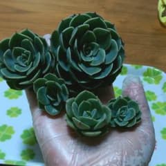 多肉植物♥七福神　カットのサムネイル