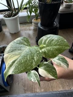 モンステラ レガシーTC株 順化発根済み - メルカリ