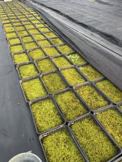 2平米分）苔農家直送 スナゴケ、ハイゴケ2種混合シート - メルカリ