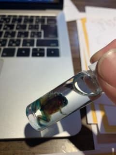 阿形清和監修【カエルの透明骨格標本】のサムネイル