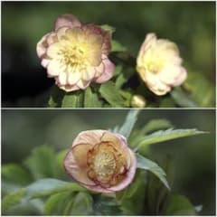 りんくう様専用「ブラックフライデー」クリスマスローズ 苗 セット