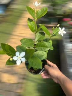 セイロンライティア Wrightia antidysentericaのサムネイル