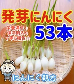 大人気 スプラウトにんにく　驚きの栄養価　発芽にんにく　53本のサムネイル