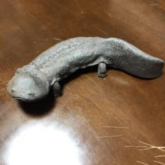大崎透 オオサンショウウオ  笠間焼 オブジェのサムネイル