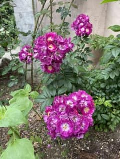 薔薇の苗　スイートセレナード　つるのサムネイル
